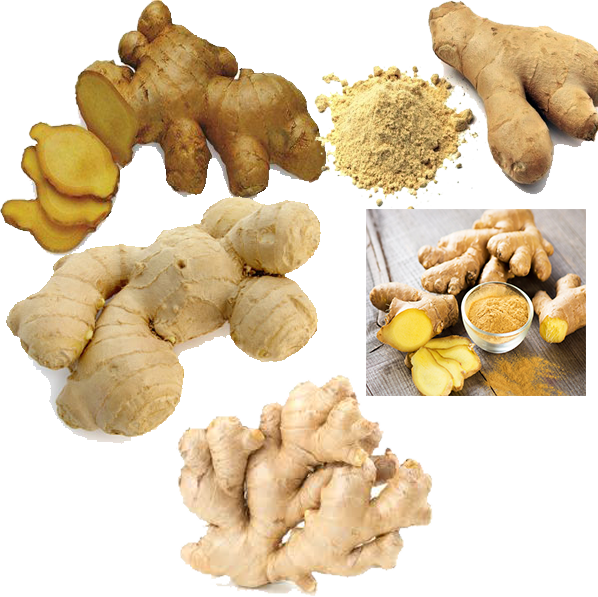 Varietiesof Ginger Rootand Powder PNG Image