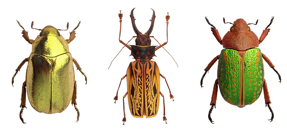 Variety_of_ Beetles PNG Image