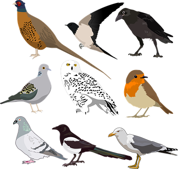 Variety_of_ Birds_ Illustration PNG Image