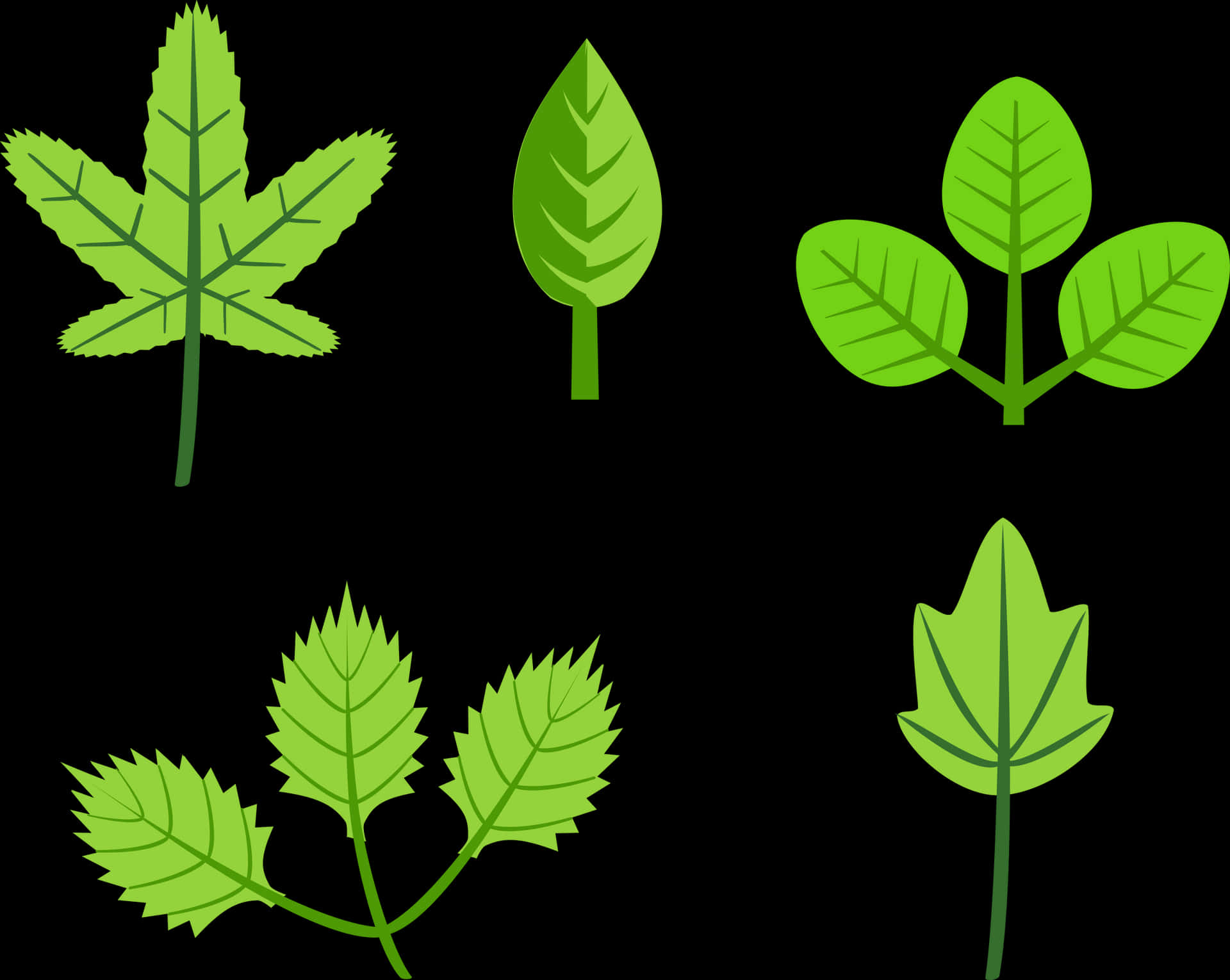 Variety_of_ Green_ Leaves_ Vector PNG Image