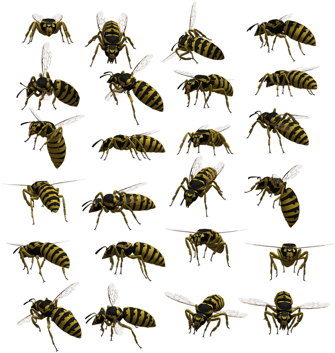 Variety_of_ Wasp_ Poses PNG Image