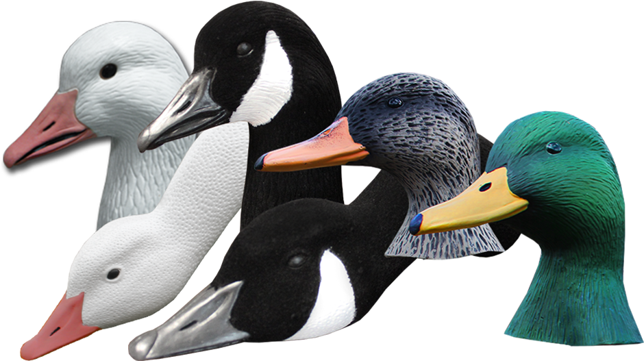 Varietyof Geese Heads PNG Image