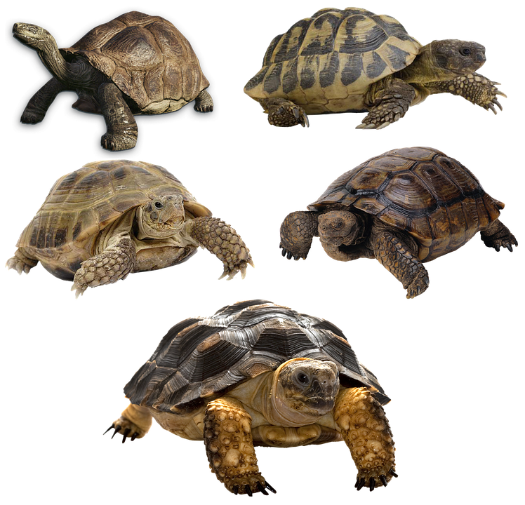 Varietyof Turtles PNG Image