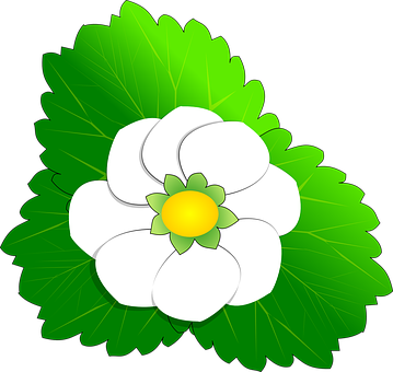 Vector Style White Flower Illustration PNG Image