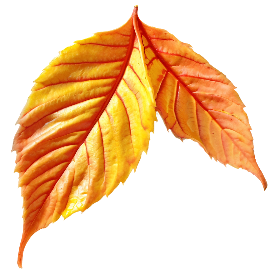 Veined Fall Leaf Png 44 PNG Image