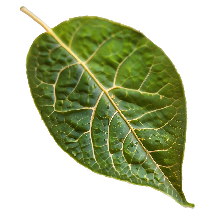 Veined Leaf Texture Png Imk35 PNG Image