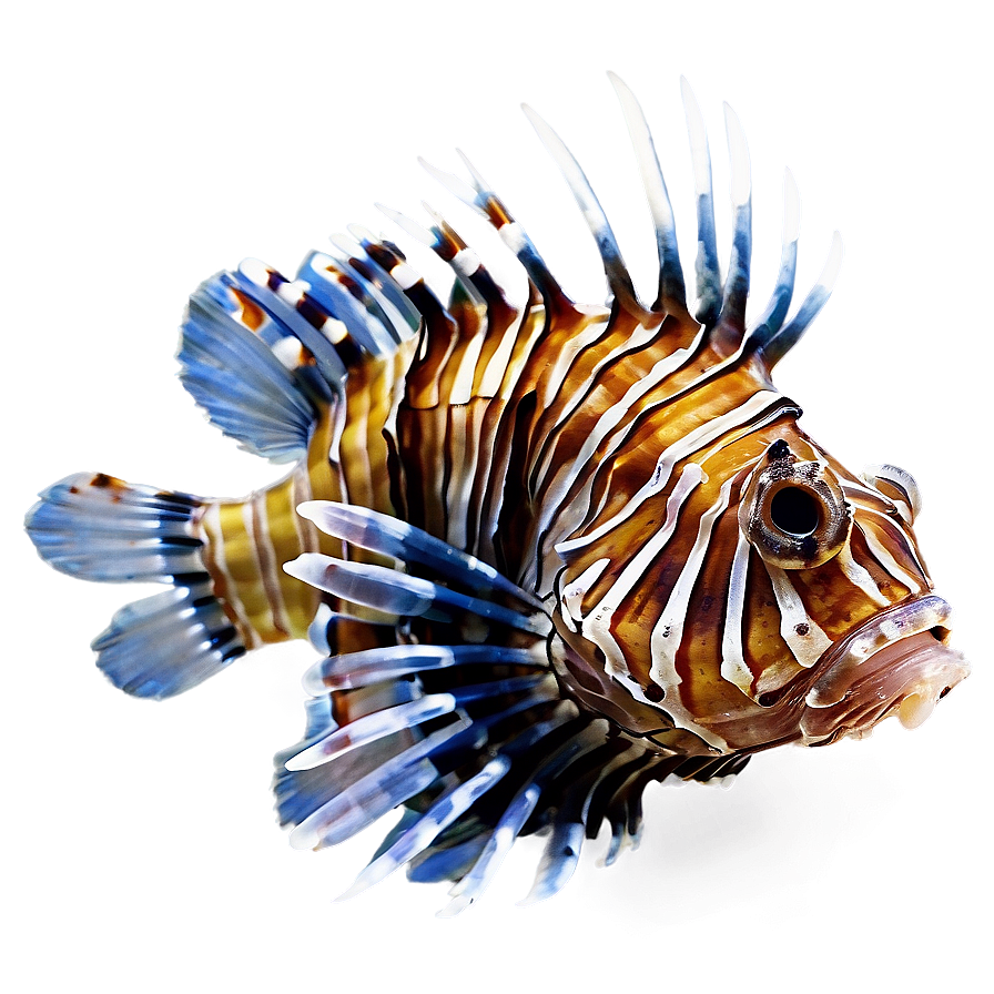 Venomous Lionfish Png 3 PNG Image