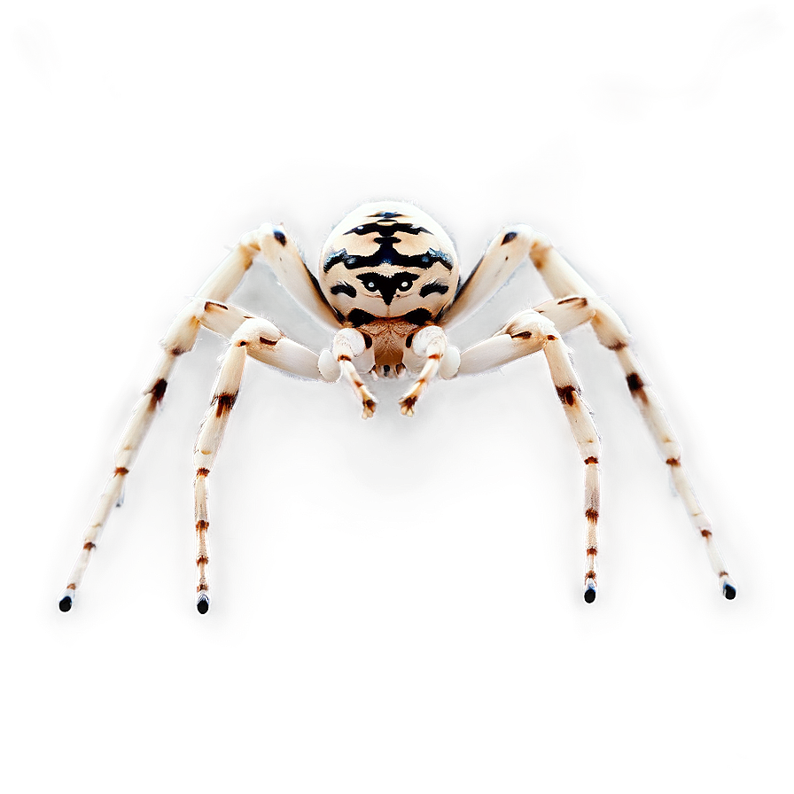 Venomous Spider Png Byi58 PNG Image