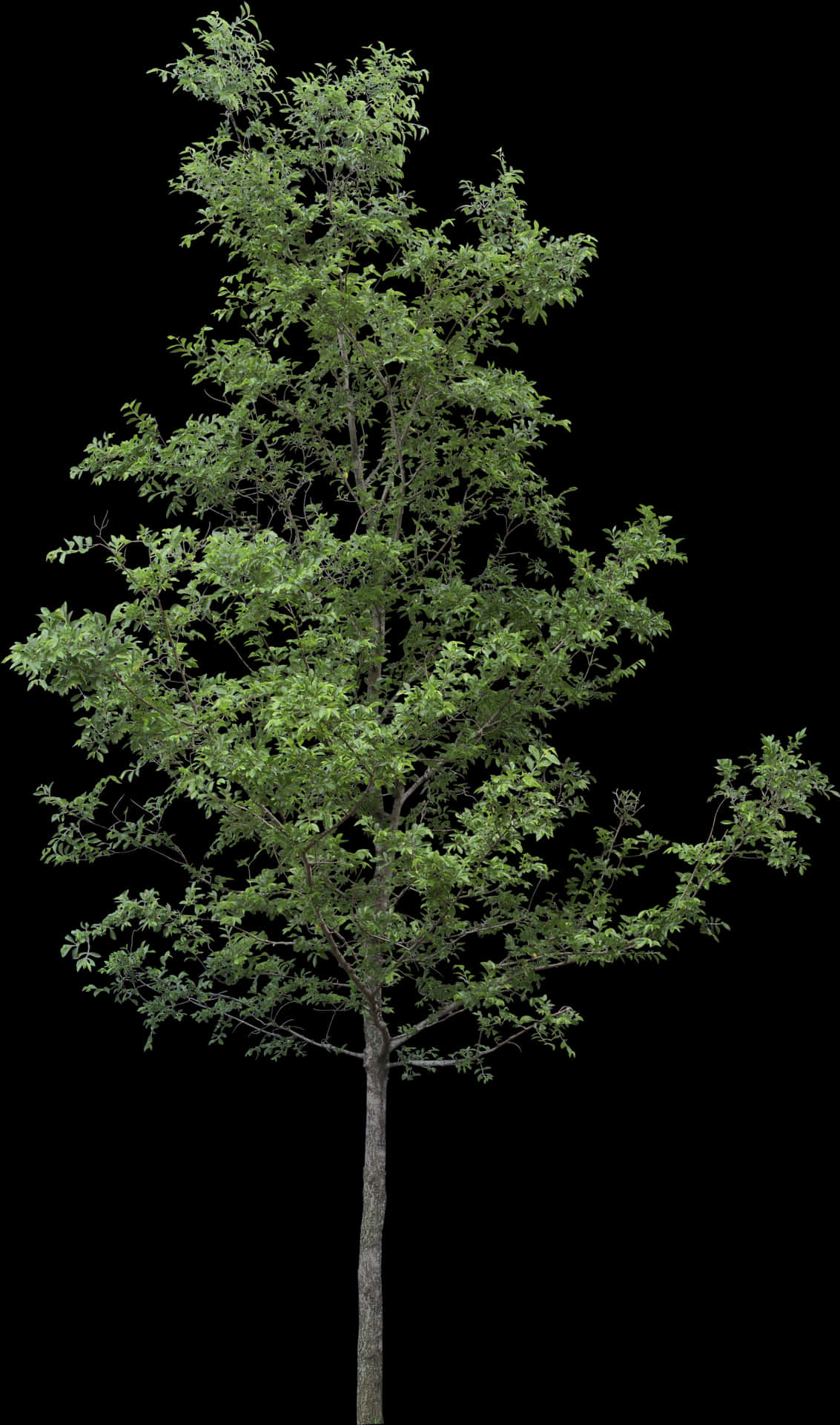 Verdant Tree Against Black Background PNG Image