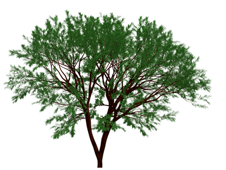 Verdant_ Tree_ Black_ Background PNG Image