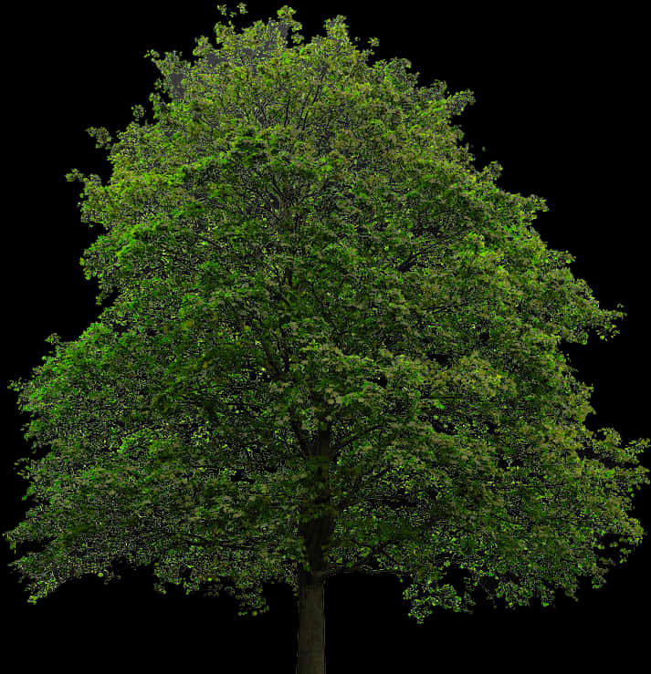 Verdant Tree Isolatedon Black Background PNG Image