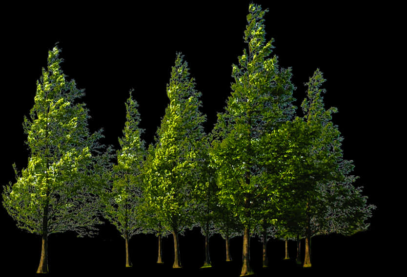 Verdant Trees Against Black Background PNG Image