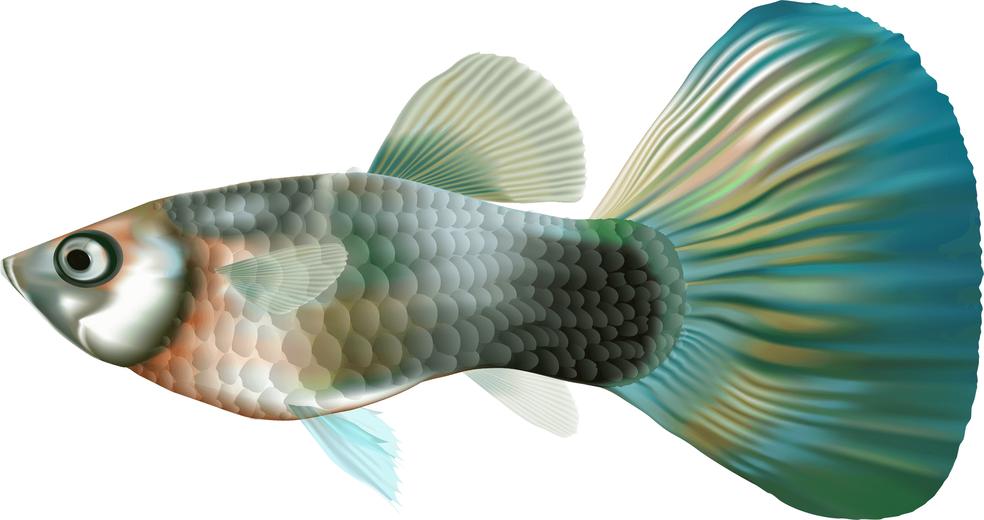 Vibrant Aquarium Fish Illustration PNG Image