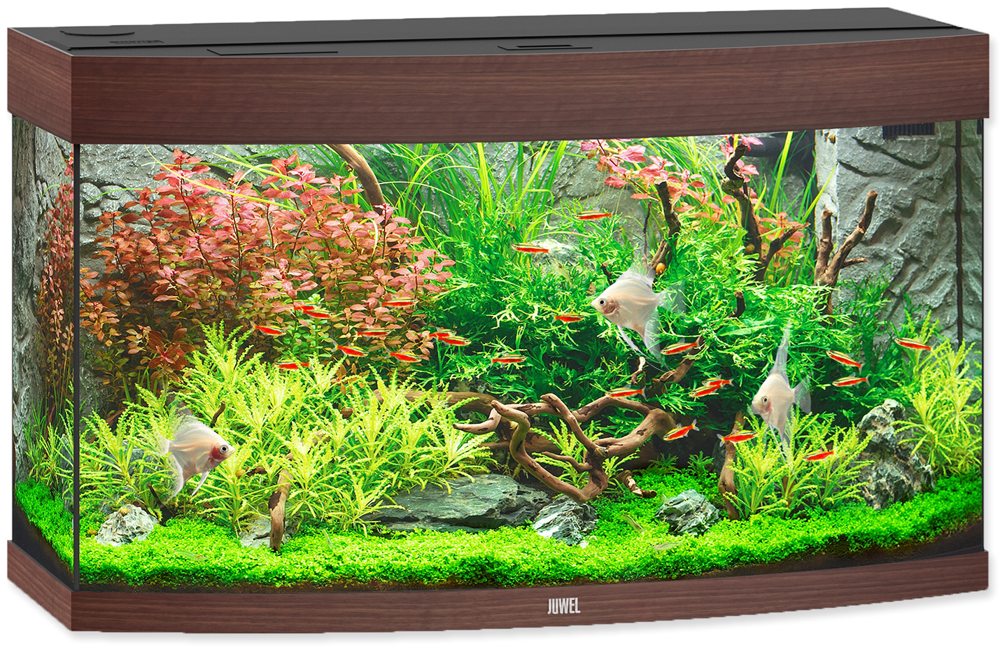 Vibrant Aquarium Setup PNG Image