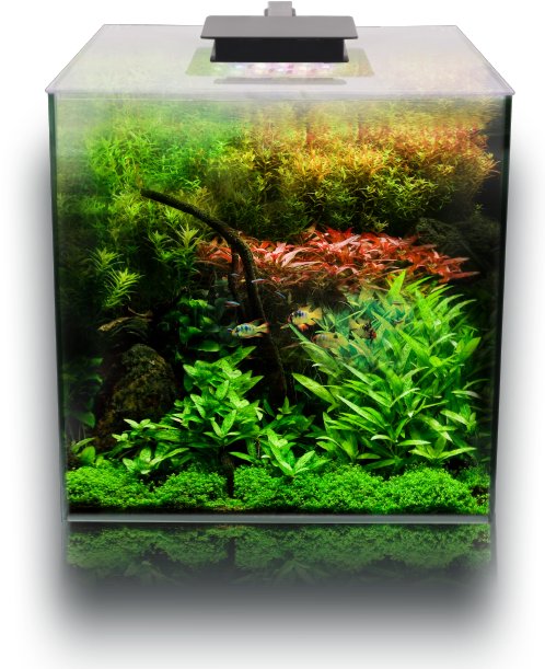 Vibrant Aquarium Setup.jpg PNG Image