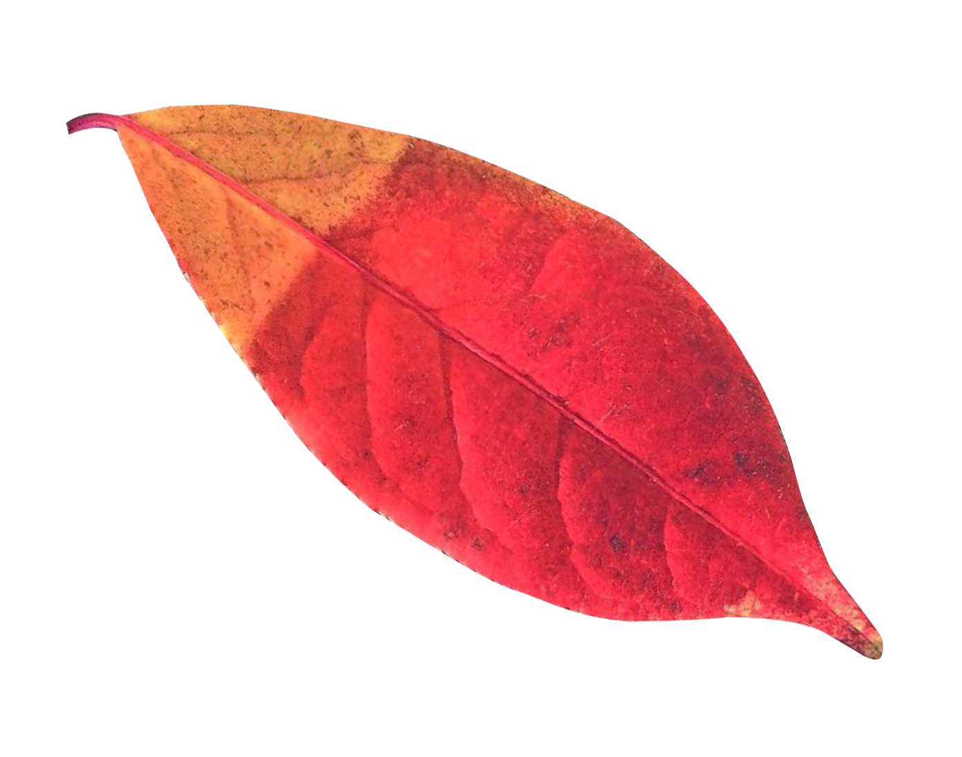 Vibrant Autumn Leaf PNG Image