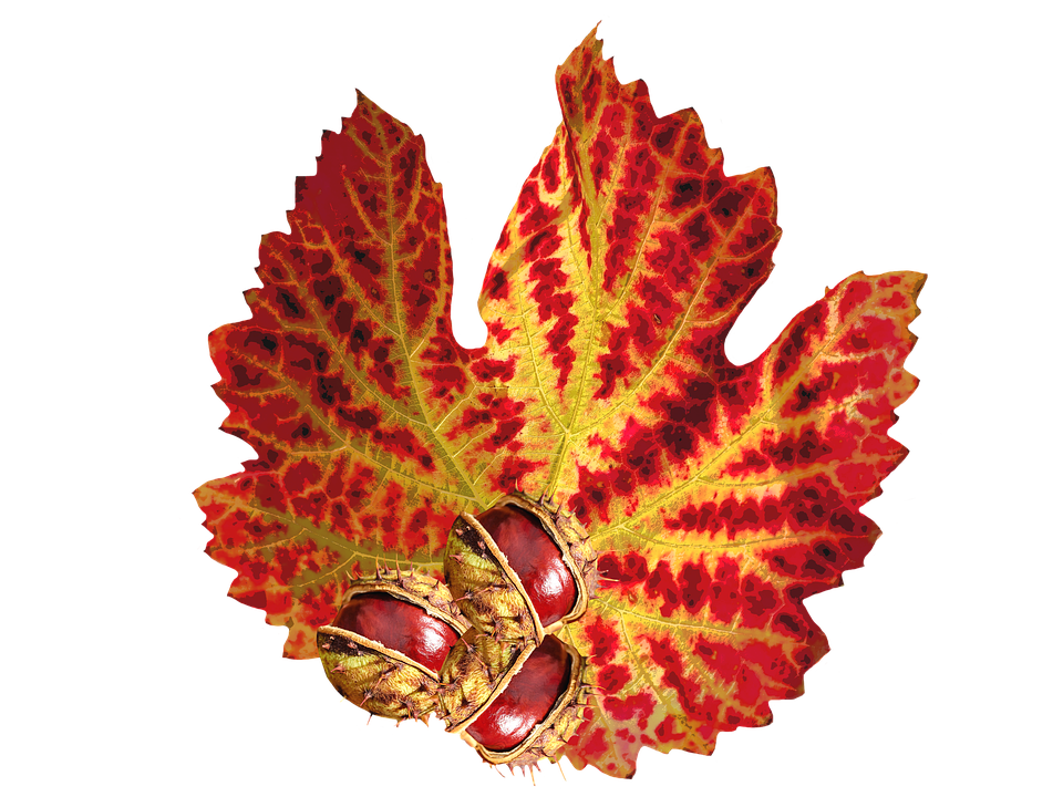 Vibrant Autumn Leafand Chestnuts PNG Image