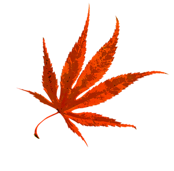 Vibrant Autumn Maple Leaf PNG Image