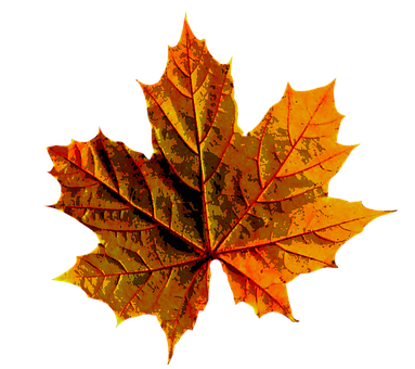 Vibrant Autumn Maple Leaf PNG Image