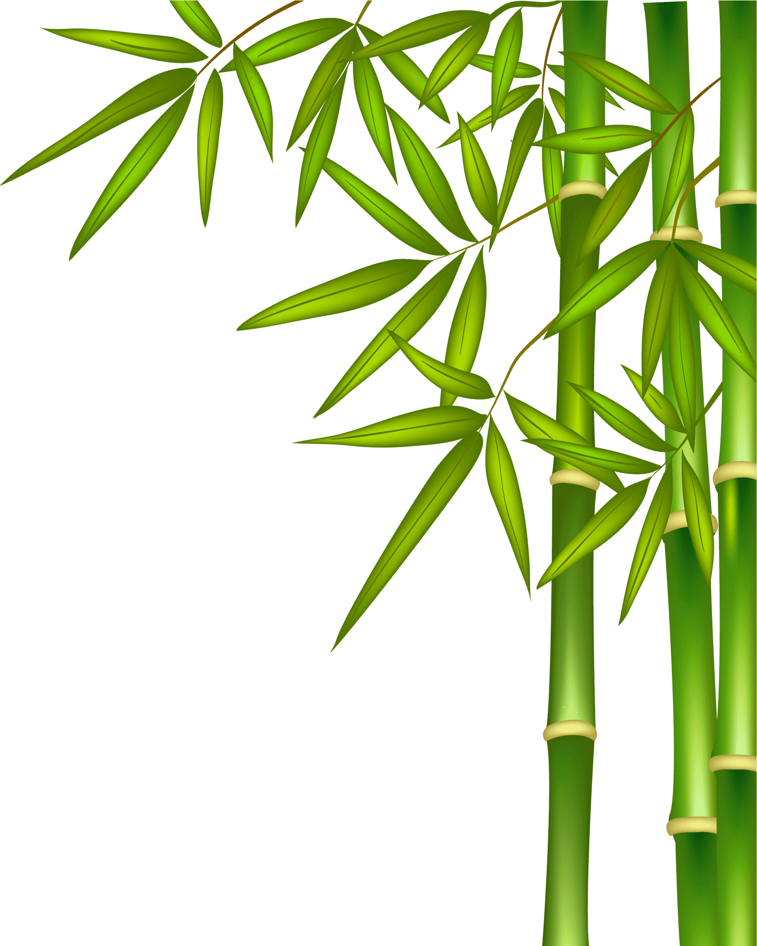 Vibrant Bamboo Stalks PNG Image