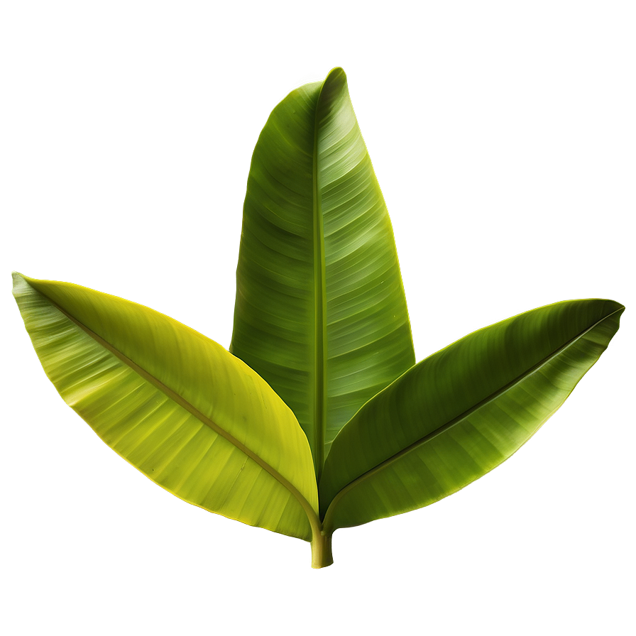 Vibrant Banana Leaf Png Afp19 PNG Image