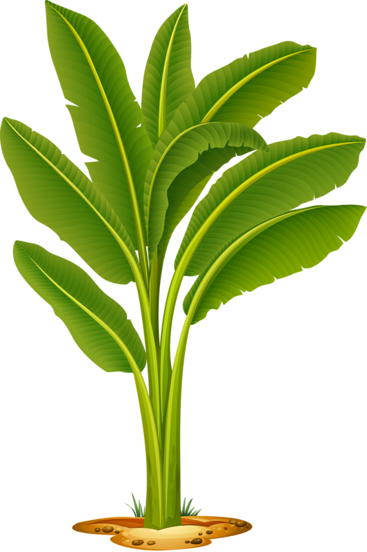 Vibrant Banana Tree Illustration PNG Image