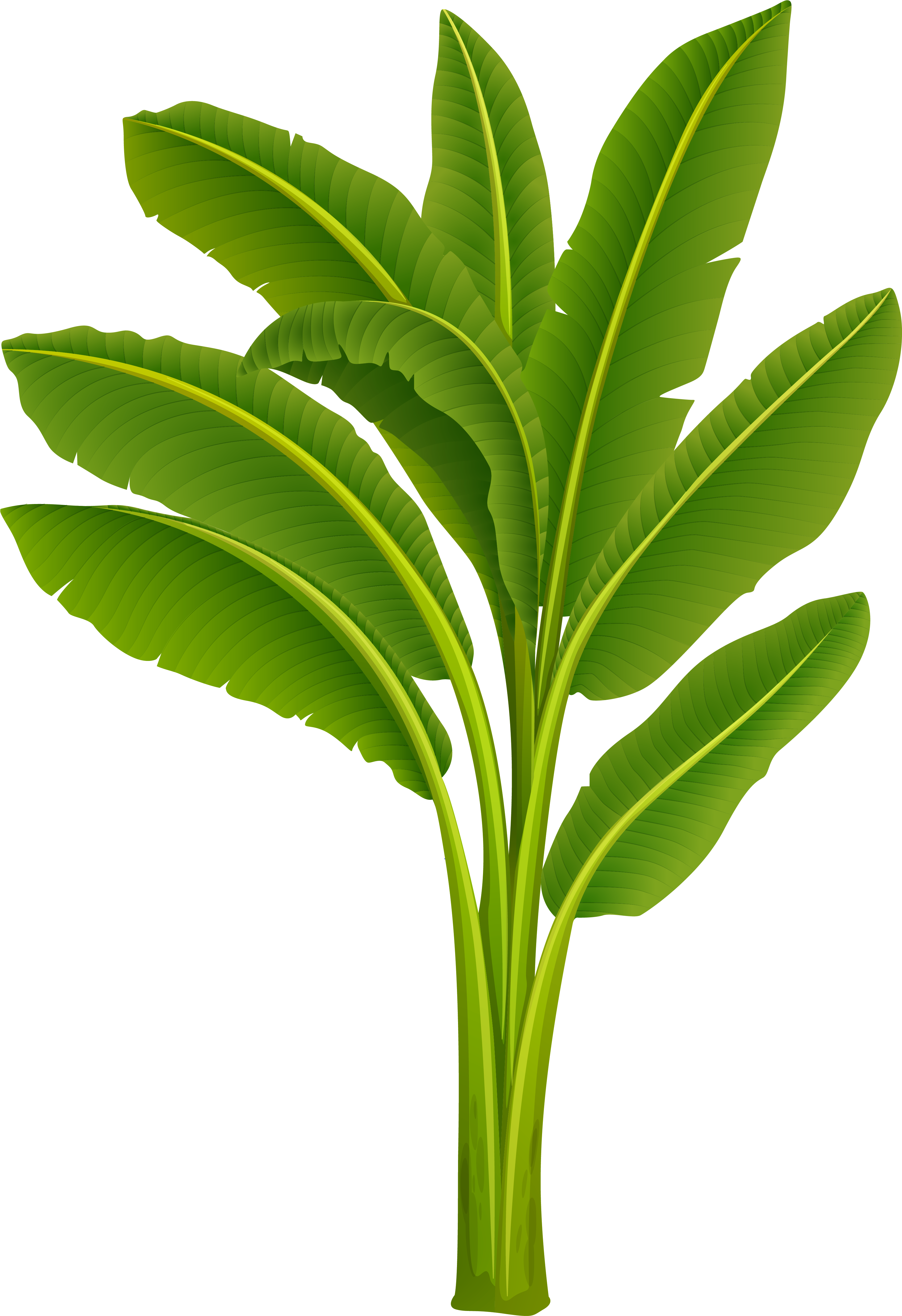 Vibrant Banana Tree Leaves PNG Image