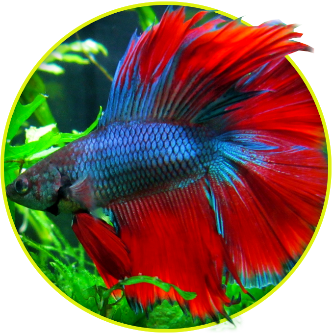 Vibrant Betta Fish Display PNG Image