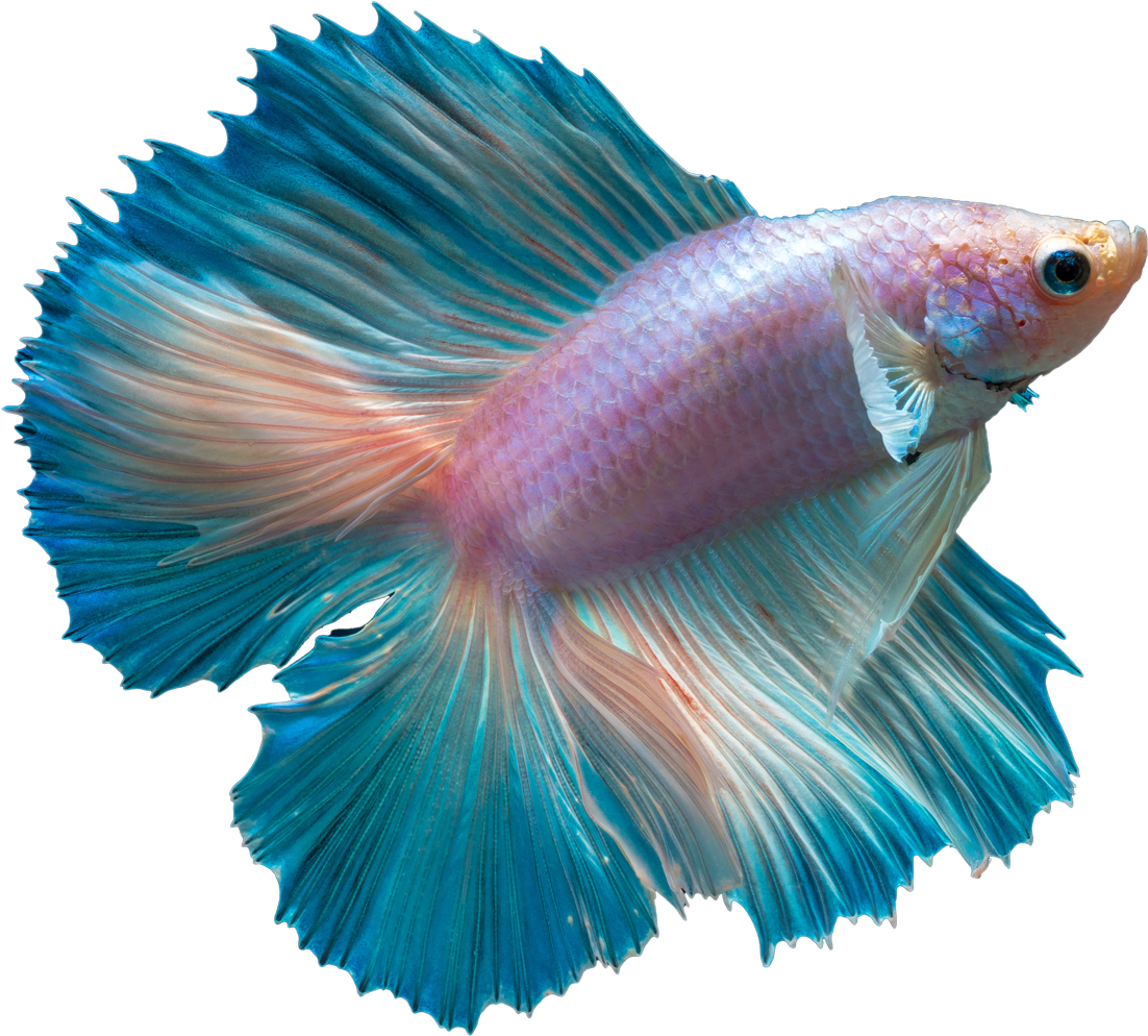 Vibrant Betta Fish Spread Fins PNG Image