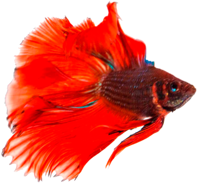 Vibrant Betta Fish Swimming PNG Image