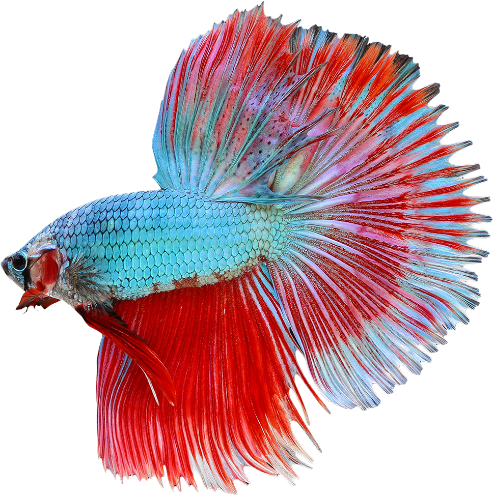 Vibrant Betta Splendens Display PNG Image