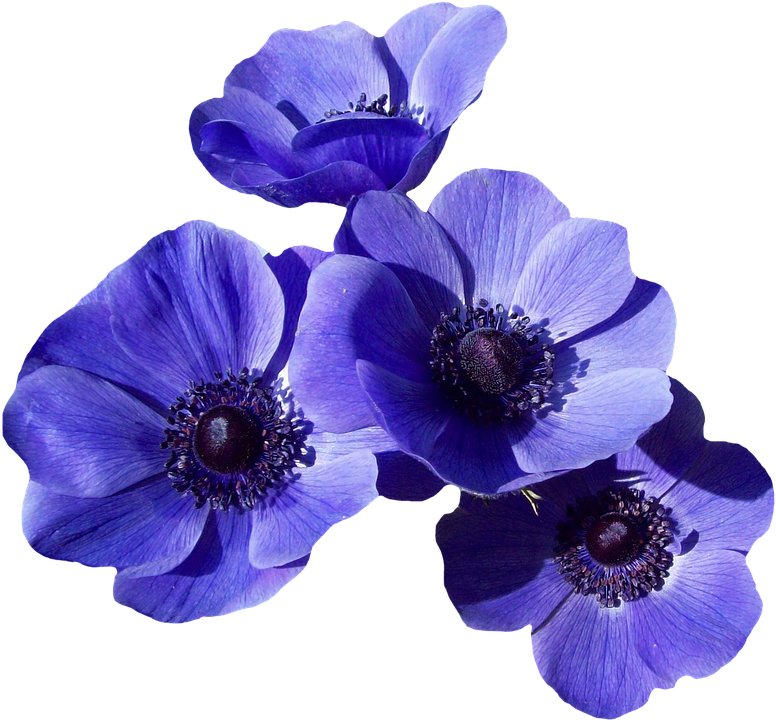 Vibrant Blue Anemone Blossoms PNG Image