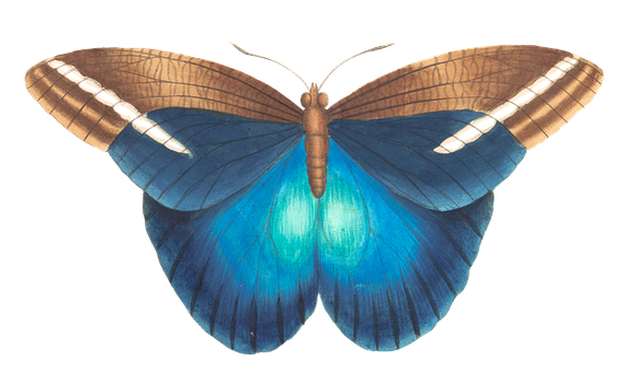 Vibrant Blue Butterfly Black Background PNG Image