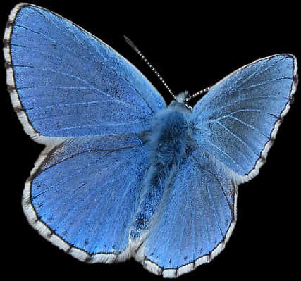 Vibrant Blue Butterfly PNG Image