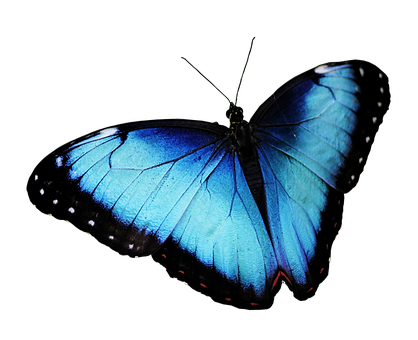 Vibrant Blue Butterflyon Black Background PNG Image