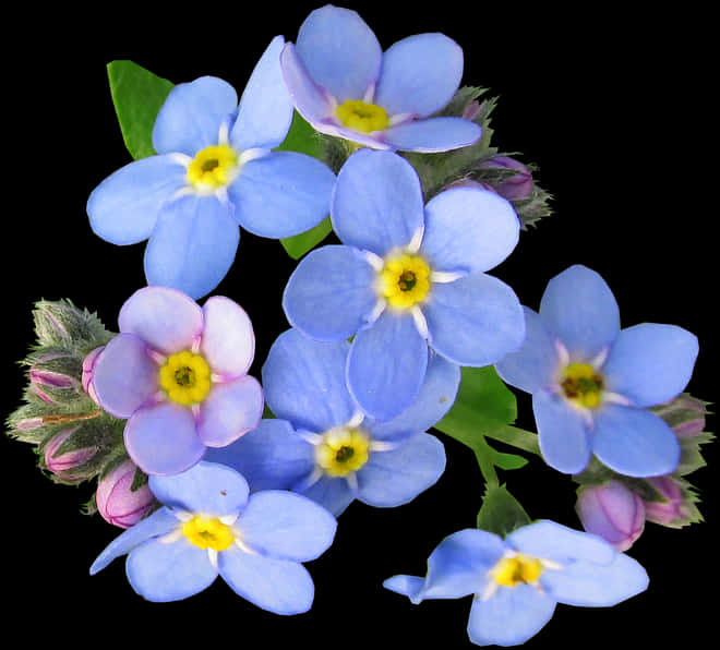 Vibrant Blue Forget Me Nots PNG Image