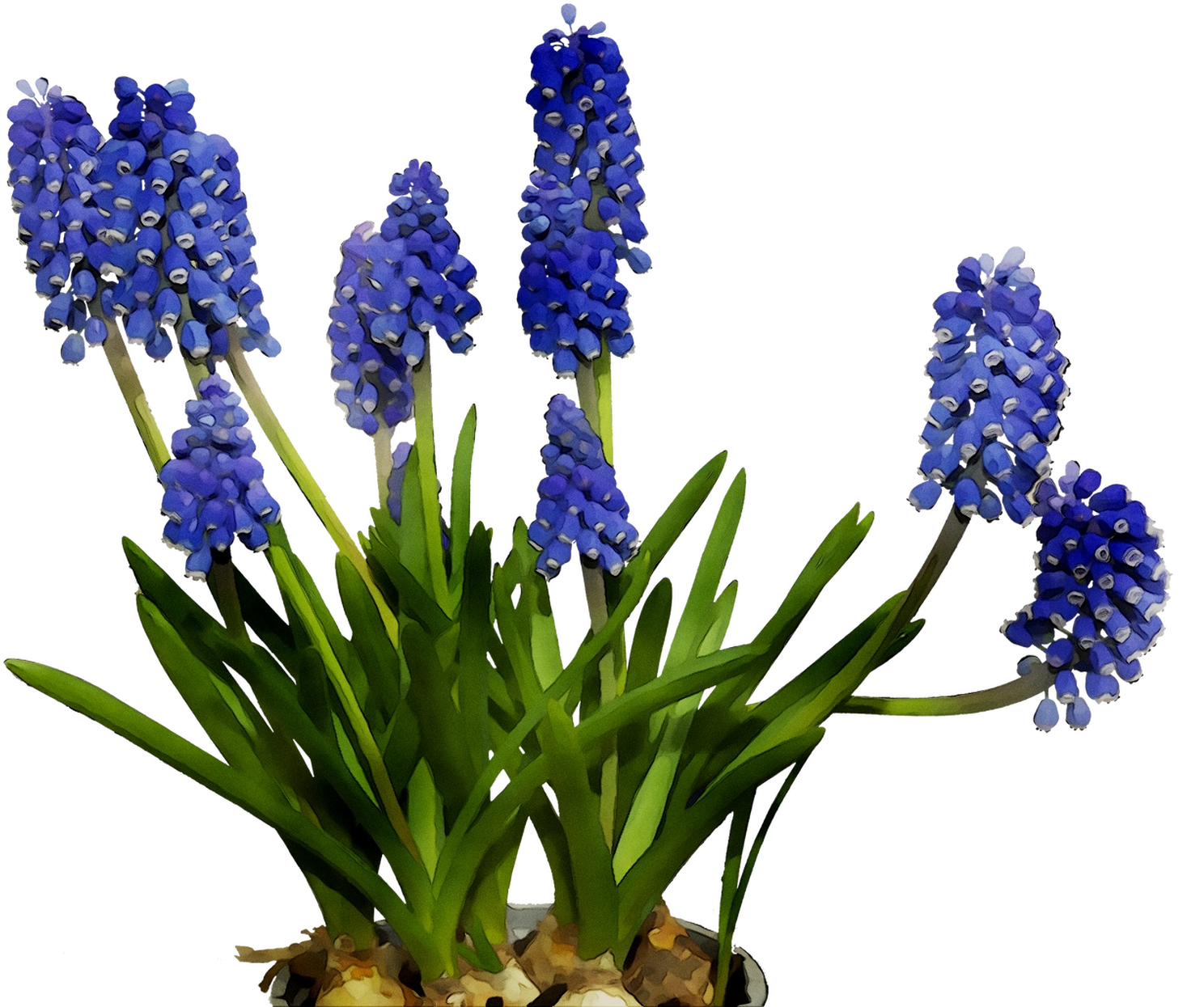 Vibrant Blue Grape Hyacinths PNG Image