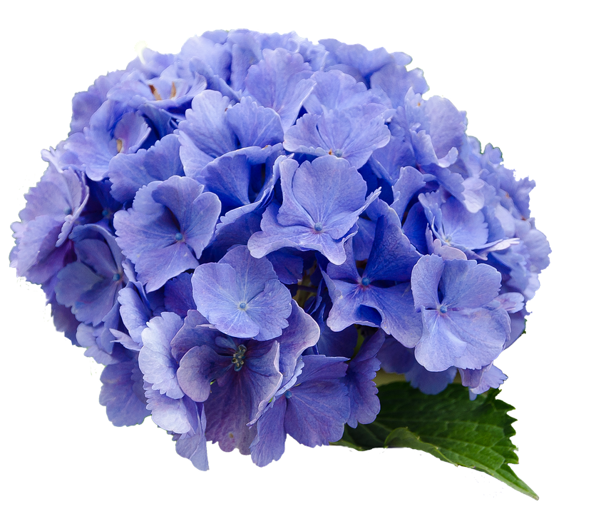 Vibrant Blue Hydrangea Bloom PNG Image