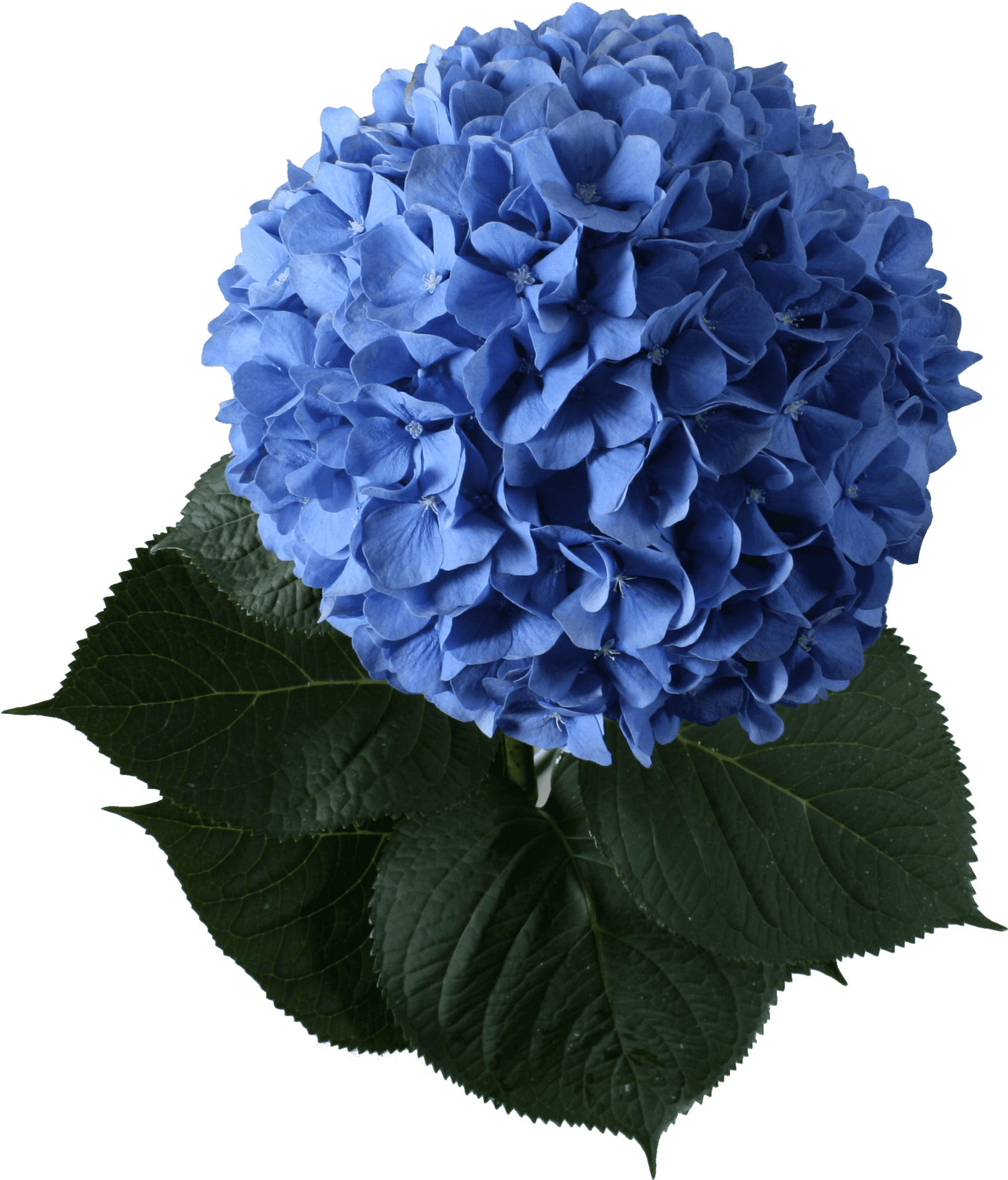 Vibrant Blue Hydrangea Bloom PNG Image