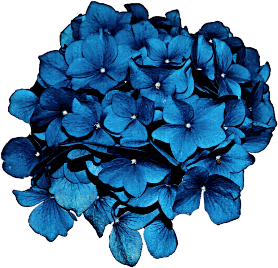 Vibrant_ Blue_ Hydrangea_ Bloom PNG Image