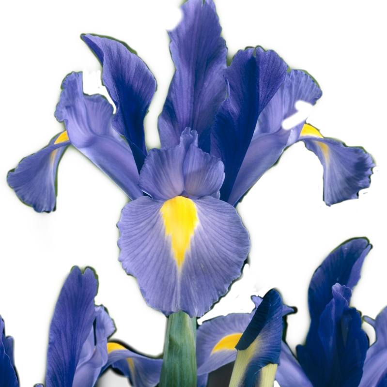 Iris PNG Images [200+] - SubPNG.com