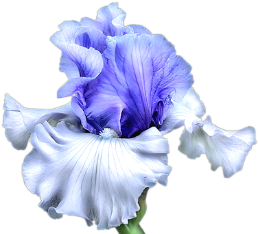 Vibrant_ Blue_ Iris_ Flower_ Artwork.png PNG Image