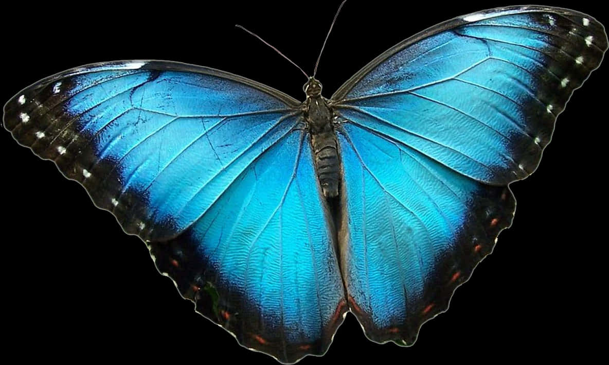 Vibrant Blue Morpho Butterfly PNG Image