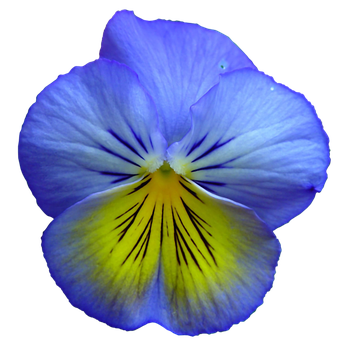 Vibrant Blue Pansy Flower PNG Image