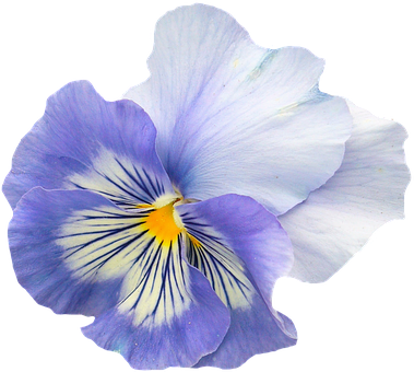 Vibrant Blue Pansy Flower PNG Image