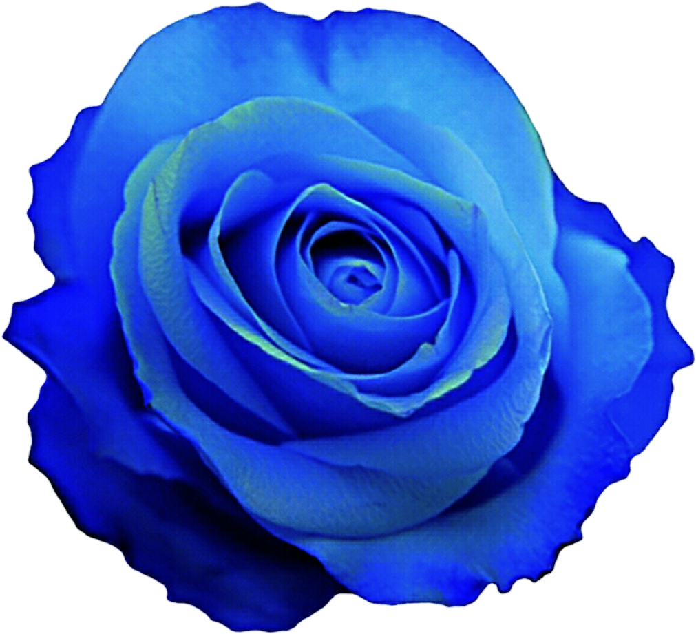 Vibrant Blue Rose Flower PNG Image