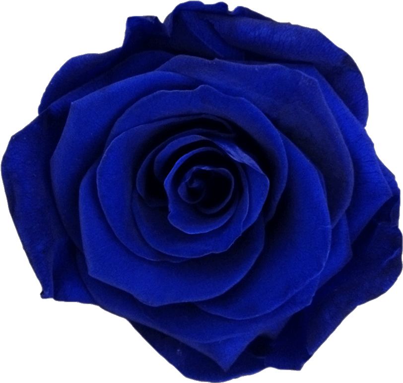 Vibrant Blue Rose Flower PNG Image