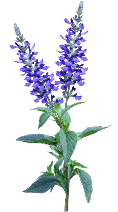 Vibrant Blue Salvia Flowers PNG Image