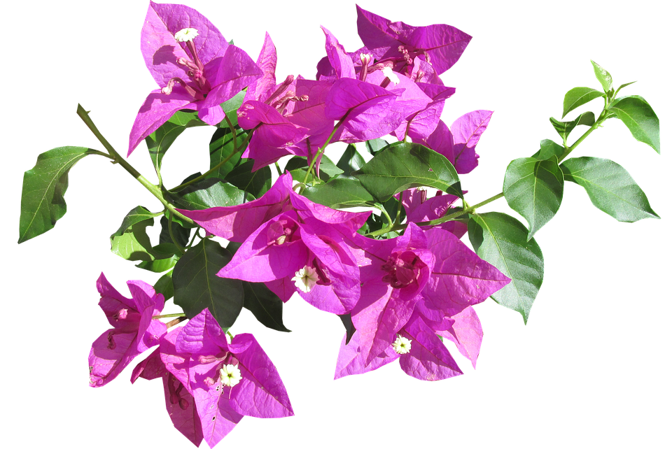 Vibrant Bougainvillea Branch.png PNG Image