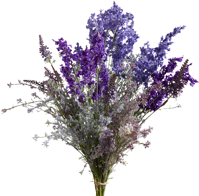 Vibrant Bouquetof English Lavender.png PNG Image